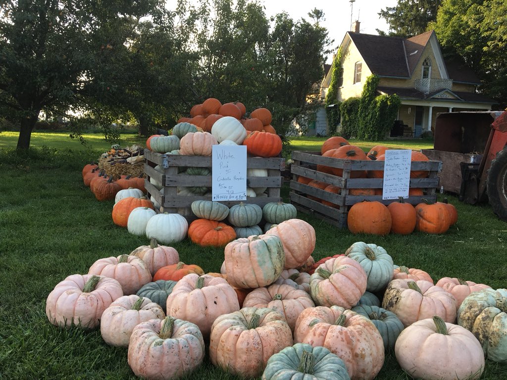Harwill_Farms's tweet photo. Our Gowanstown stand is up—stop on by to get your place decorated for fall! https://t.co/2OUYtNXbO1