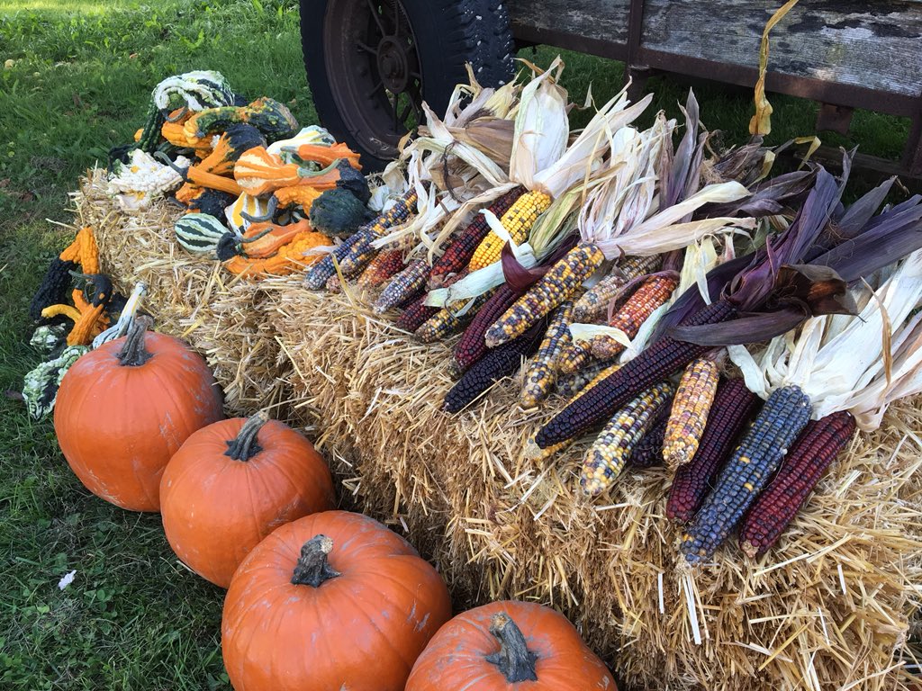 Our Gowanstown stand is up—stop on by to get your place decorated for fall!