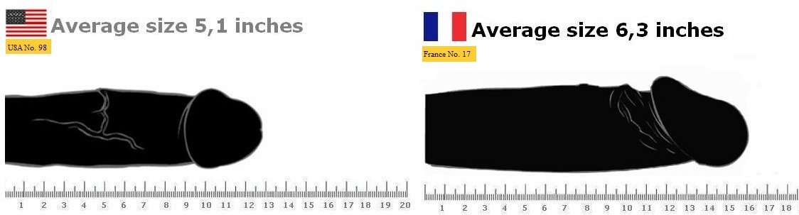 What is the common size for a human penis