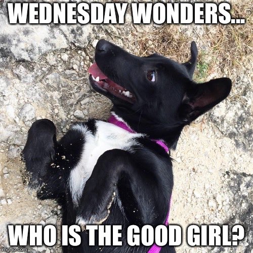 IS IT ME?! 🐕❓#wednesdaywonders #gooddog