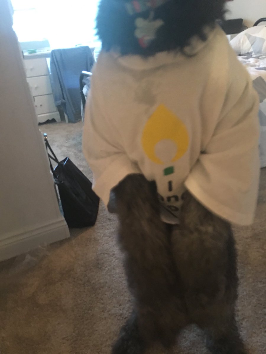 emilyynicole29's tweet photo. Maggie dances #FTK!!! Do you? @WSU_MM #DogsForTheKids #DMDogs #DogsDanceToo #MiracleDogs #DogsFTK https://t.co/5lY6YiLjUo
