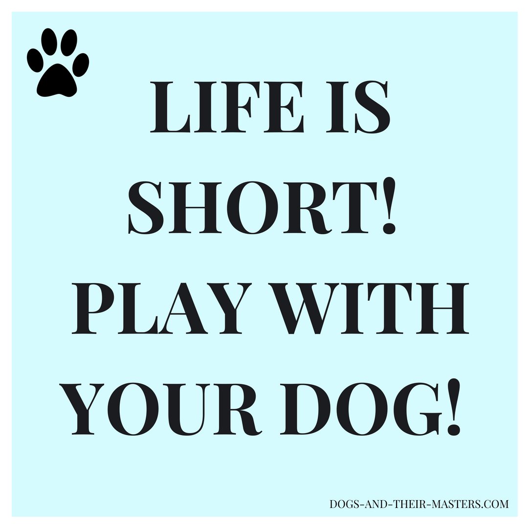 dogsandmasters's tweet photo. LIFE IS SHORT! PLAY WITH YOUR DOG...
..and TAKE PICTURES OF YOU AND YOUR DOG!!!!🐕📸 

Then join in and participate in my photo project - I am always looking for participants! ☺️ 
Just send me a message here or find further information on my homepage at https://t.co/Tv3Joy2Utv! https://t.co/6dNrNKwvfa