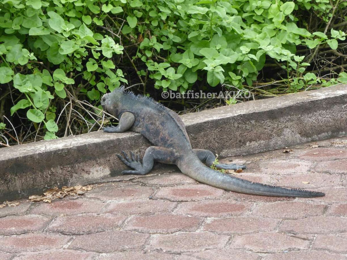 Mariniguana Twitter Search