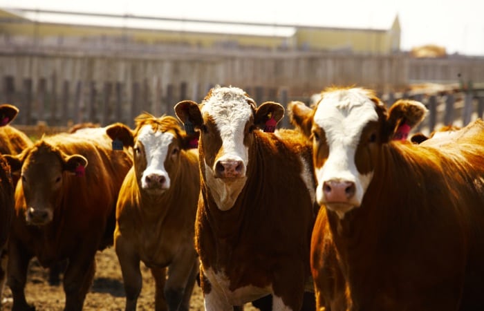 Canadian Cattlemen On Twitter Feeder Cattle Outlook With Jerry
