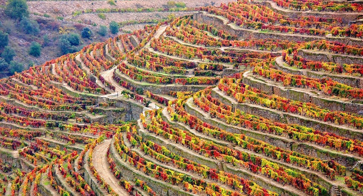 ArlequinWine's tweet photo. This Thursday we are taking the deep dive into Portugal! Check out the classics alongside the not so well known varietals coming from this beautiful area. If you can't be in Portugal, you may as well be with us during this tasting. 6-8PM 9/13 $20 #deepcellars #AWMtasting https://t.co/cNvTakIZUg