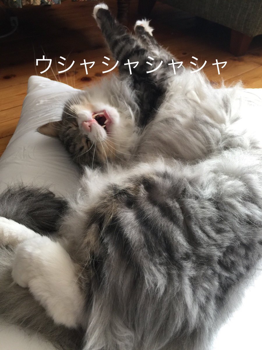sakko8178's tweet photo. ジェイくん楽しそうだなぁ🤣

皆さんも笑顔で過ごせますように✨✨

#猫
#猫好きさんと繋がりたい 
#笑う猫
#最近怒ってばっかりだったな
#この子に癒される
#お腹が痛くなる程笑いたい https://t.co/kO2tNgKrRr