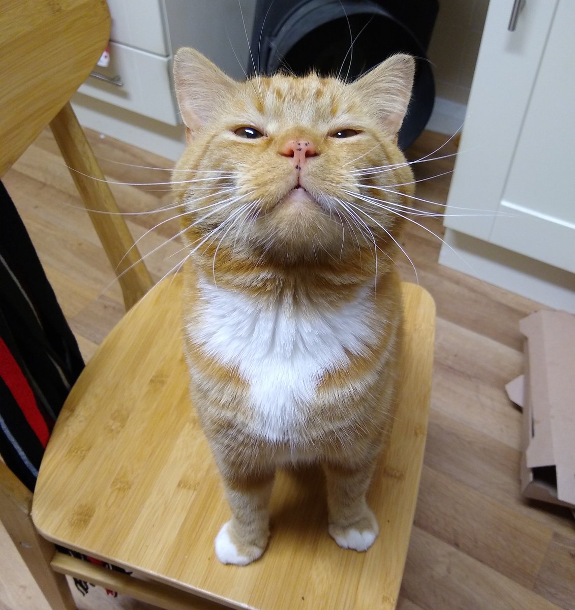 bilbo thegoodcatboy twitter