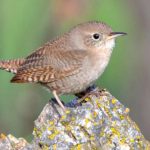 BEGINNING BIRDING AT THE GORGE
Saturday, September 29th 9AM-11PM
Sierra Foothill Conservancy (SFC), Fresno Audubon Society, and the BLM are offering a birding class that combines instruction, exploration, and fun!
Please register here:  sierrafoothill.org/event/beginnin…