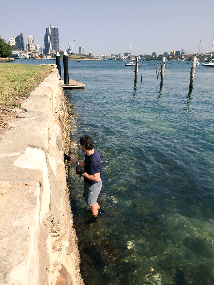 Some final site assessments with @AlexGoad8 before our first @LivingSeawalls installation. Very much looking forward to the next phase of this @SydneyMarine project