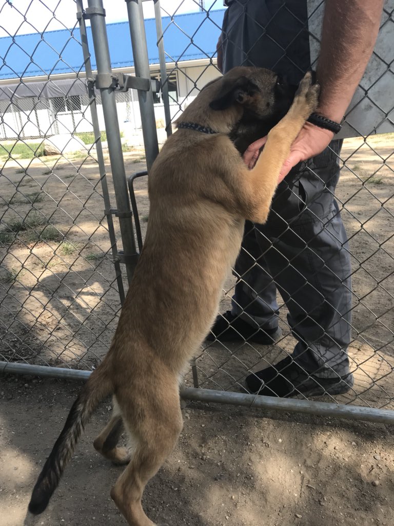 At a K9 workshop and look at this beautiful baby!!!!
