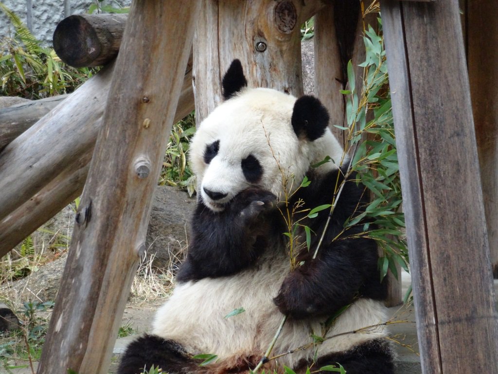 Twitter এ 神戸市広報 このようなジャイアントパンダに関する解説を 王子動物園で開催中の特別展 みんな大すき ジャイアントパンダ 新たなる魅力発見 で行っています ちなみにパンダのオスは鼻面が大きいため メスよりも目の模様が離れているそうです 王子