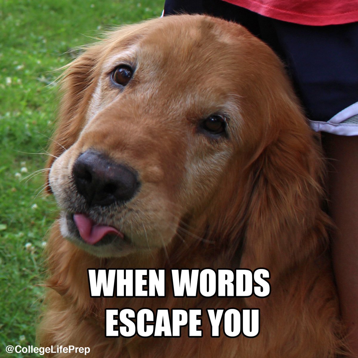 CollegeLifePup's tweet photo. Although Leo doesn't talk, he understands that everyone one gets tongue tied every once in a while. The solution, is to take a deep breath and think about your next statement before continuing your conversation. #WednesdayWisdom #CollegeLife https://t.co/MXvleDtY0A