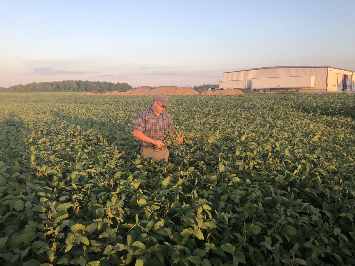 PaulUniverco's tweet photo. Ryan from @V6Agronomy took time today to check out our high management soybeans tonight, really impressive results from our @Monosem_Inc twin row soybeans using @V6Agronomy 8-19-29-3S-0.1Mn-0.2B soybean starter blend #OntAg #compoundfertilizer #mostimportantpass https://t.co/eKynvzOHIt