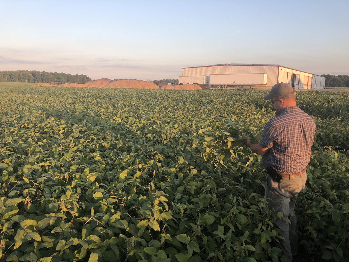 PaulUniverco's tweet photo. Ryan from @V6Agronomy took time today to check out our high management soybeans tonight, really impressive results from our @Monosem_Inc twin row soybeans using @V6Agronomy 8-19-29-3S-0.1Mn-0.2B soybean starter blend #OntAg #compoundfertilizer #mostimportantpass https://t.co/eKynvzOHIt