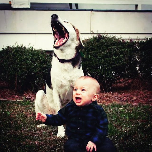 Fins Animal Training (FinsPetTrainers) Twitter