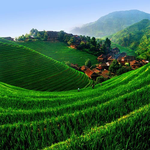 PoweSheryl's tweet photo. Longji Rice Terrace, China
Gorgeous Rice Fields
#nature #amazing #landscapephotography  #beautifuldestinations #Gorgeous #pictures #photography #capturemomentsperfectly #WOW #lovetotravel #travelphotography #sightseeing #tourism #amazingnature https://t.co/OUhr6Y5AID