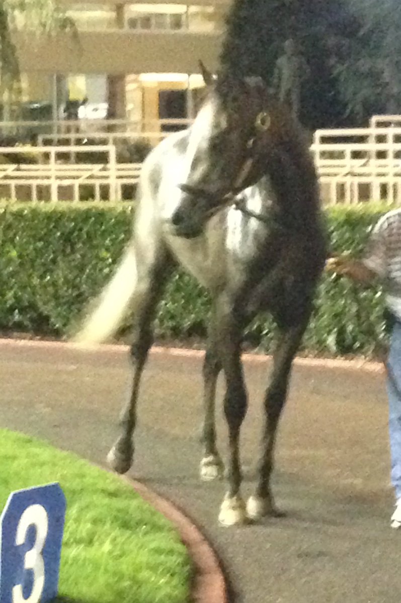 The <a href="/RemingtonPark/">Remington Park</a> Racing Club owns a horse! Take Charge Easy was claimed for $7500 tonight. Good luck to his new owners!