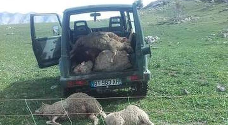 laprovence's tweet image. #Dévoluy : 35 #brebis tuées dans une attaque imputée au #loup sur.laprovence.com/w0I-y #Faitsdivers