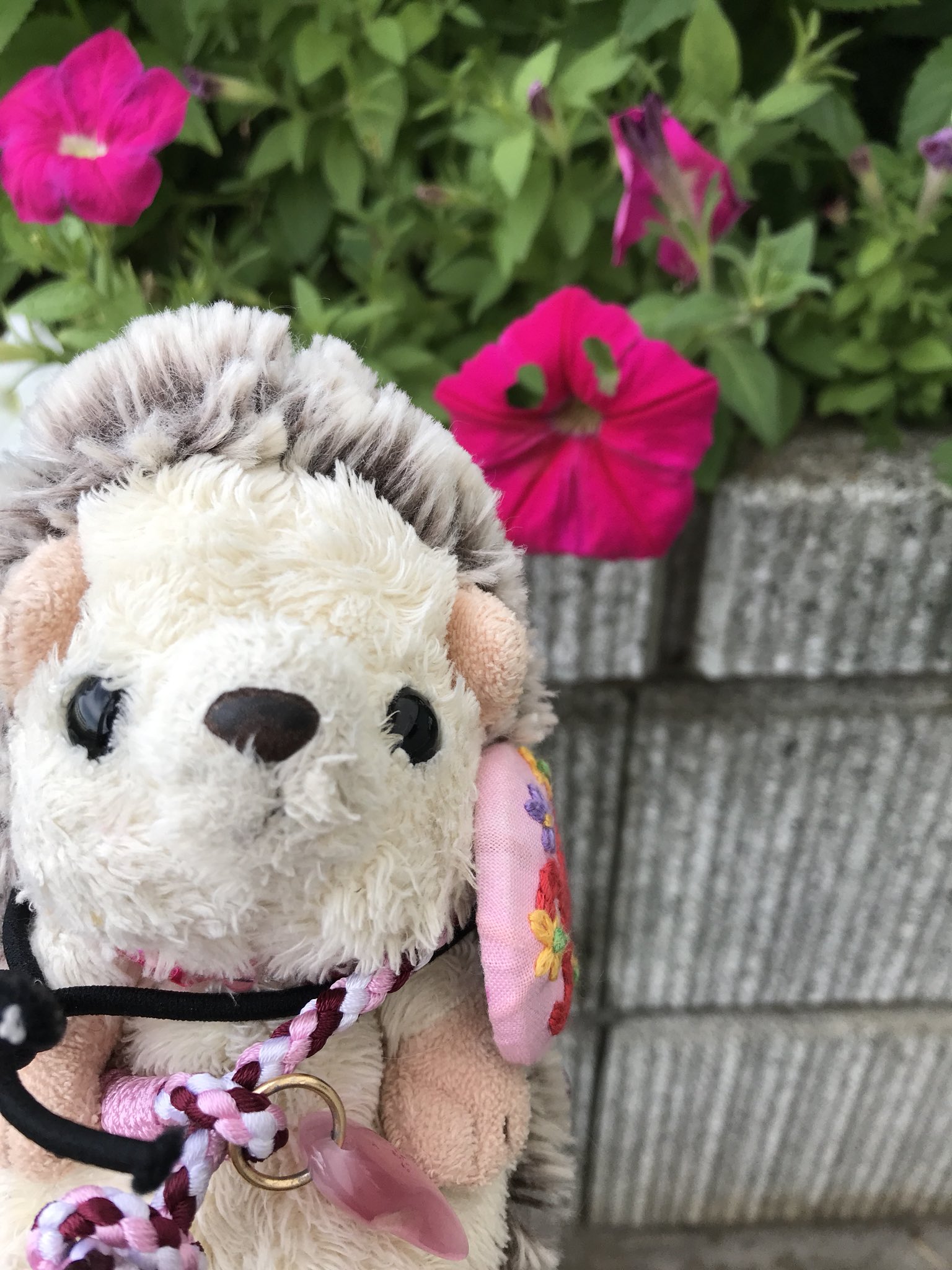 新木場 さなぽったん きゅぴぴ カナンのお家に咲いていたピンクのお花に ハートの形をした虫食いを発見きゅぴ 可愛らしいかったので思わず写真撮影きゅぴ ぬいぐるみ撮影60分一本勝負 ハートの形 T Co Jbxncfbfyq Twitter