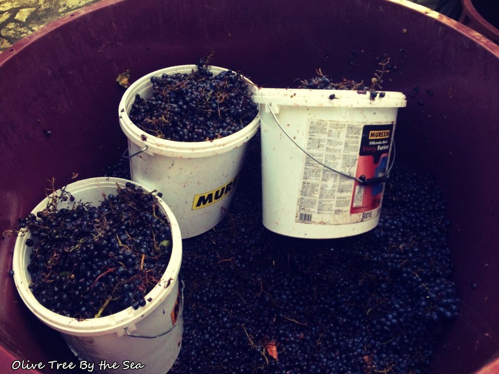 Homemade Wine: Harvesting and Crushing Grapes olivetreebythesea.com/2018/09/13/hom…