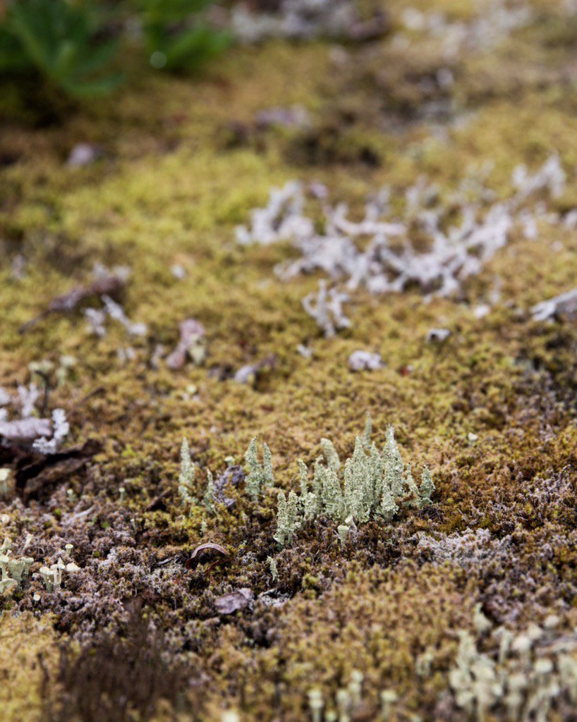 ginniseehagel's tweet image. The microscapes of Northern British Columbia. 🔎🌲✨ #tinynature #travelnorthernbc