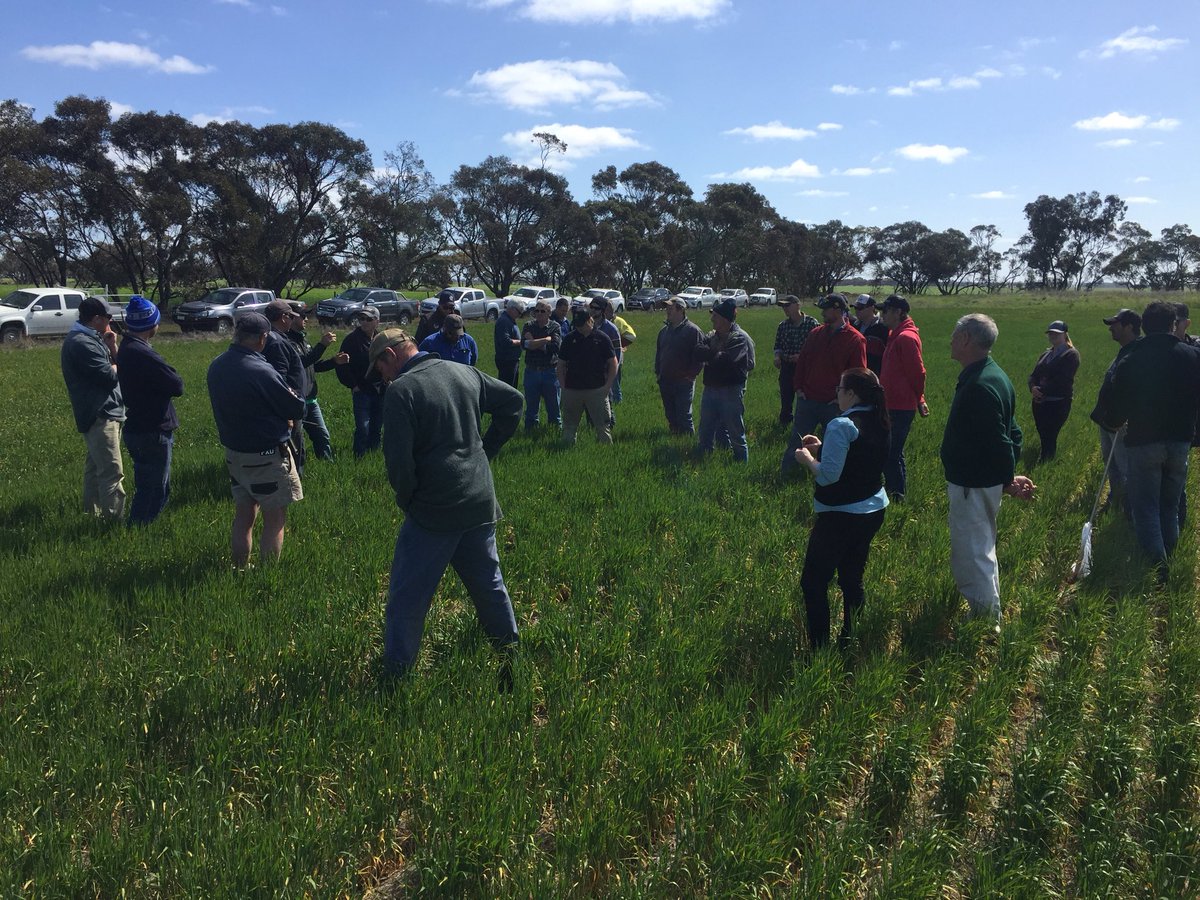 Great day for the Wallup Ag Group Crop Walk. <a href="/theGRDC/">GRDC</a> <a href="/Sevrowe/">Justine Severin</a> <a href="/crop_opti/">Crop Opti Services</a> <a href="/NufarmAustralia/">Nufarm Australia</a> <a href="/VicGovAg/">Agriculture Victoria</a>