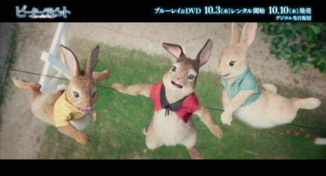 カトンテール カトンテール