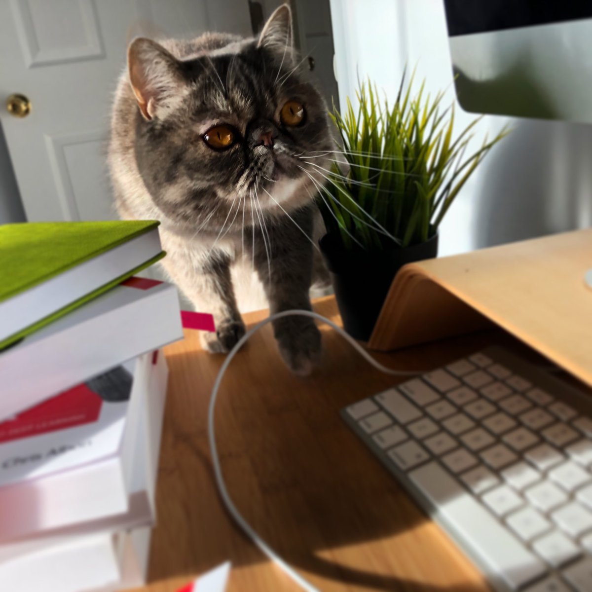 trixie_kitteh's tweet image. I can helpz you wif da Python, PawPaw? #besthelperever #codingcats #cutesthelper #prettytrixiegirl #bestmeow10k #clawsandpaws_ #krazycatoftheday #buzzfeedcats #meowsandwoofs #pawsies_club #catasticworld