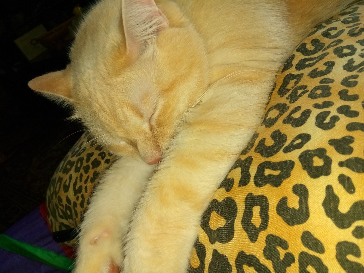 WatsonGoodKitty's tweet photo. @EmrgencyKittens https://t.co/W0FGwz50SX
