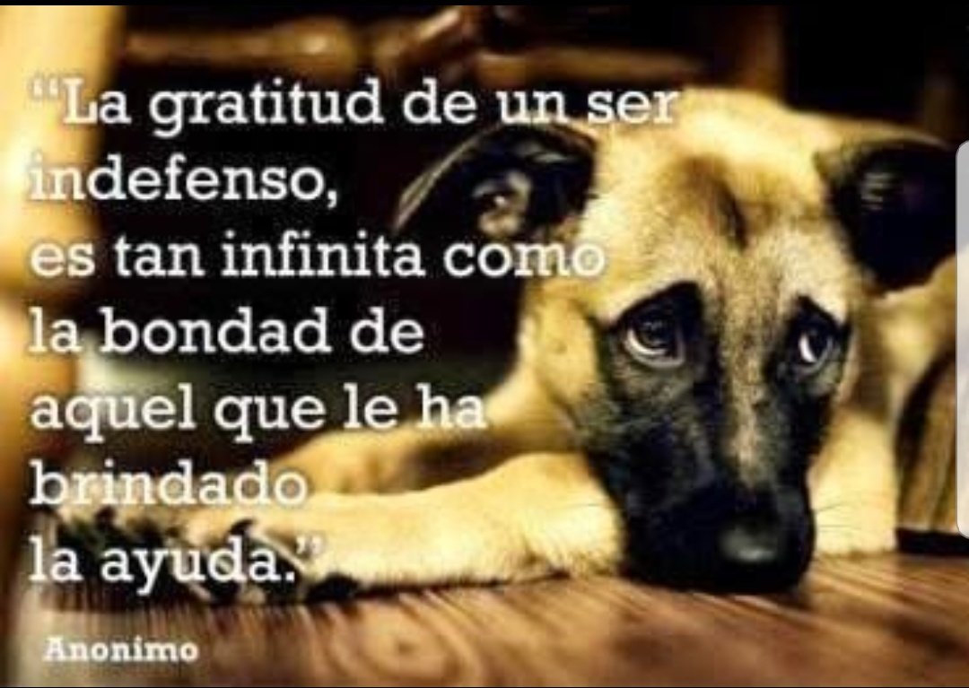PoliciaEcuador's tweet photo. "Quien ama a los animales ama al ser humano”. Aprendamos a cuidarlos. #PortuSeguridad https://t.co/qAq1pnypgH