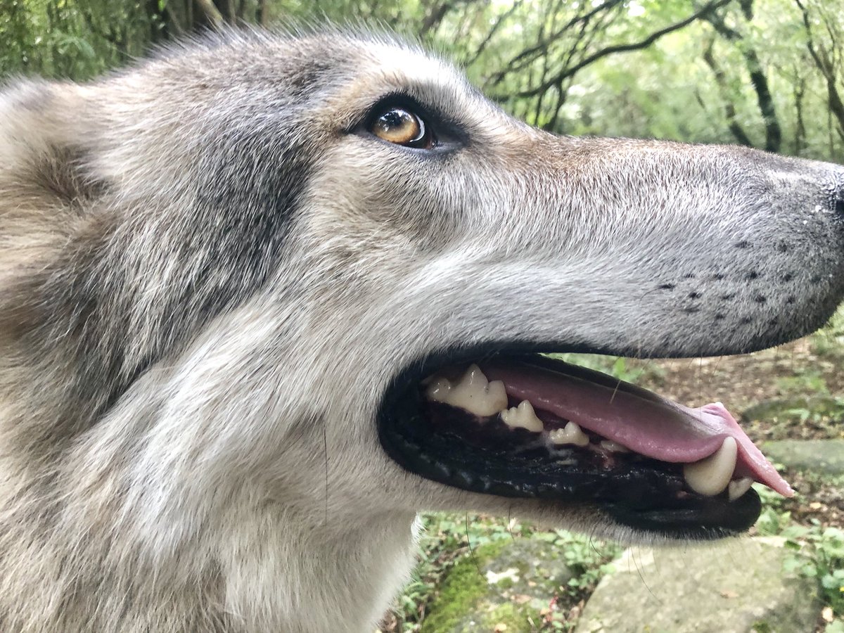 狼と俳優 A Twitter 上目遣いのモウコです 狼 オオカミ 狼犬 大型犬 犬の横顔写真展 犬好きな人と繋がりたい 仲良し Wolf ウルフ ウルフドッグ ハイブリットウルフ かわいいと思ったらrt 動物 カメラ好きな人と繋がりたい 写真好きな人と繫がりたい