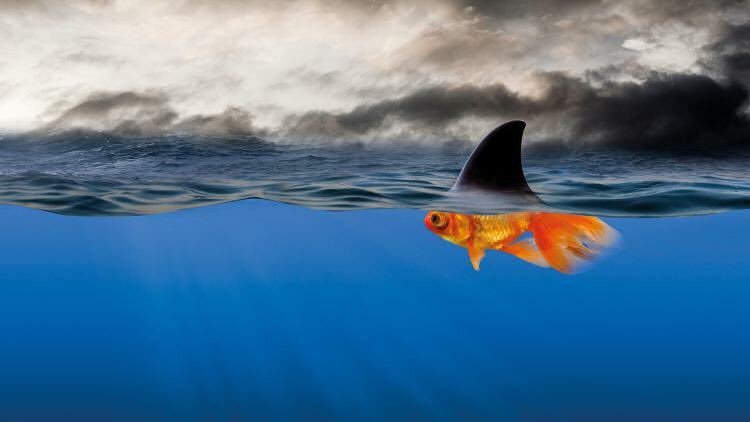 This is said perfectly:  “...Our children often present with behaviors that look like the shark, but if we look below the water, we will realize they are really just scared goldfish trying to have a need met.”  facebook.com/10000010659835…