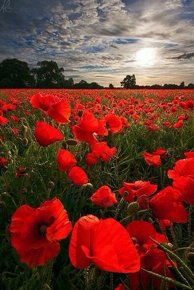 Haiydi Baracat (@haed23620533) on Twitter photo 