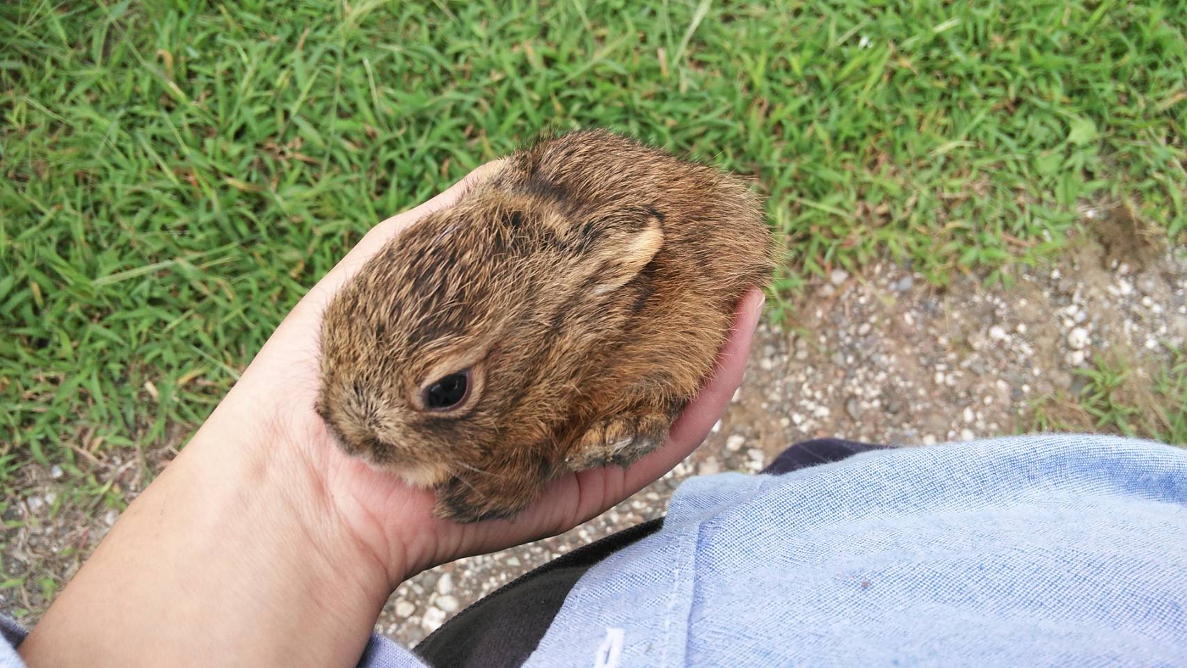 ゆうちゃん 初めてです こんなの 笑 野生の野ウサギ 子ども をなつかせました 笑 稲刈りしてたら 野ウサギが出てきたから 慌てて捕まえて なぜ 笑 ナデナデしてたら なついた 笑 野生のうさぎ 子ども 野うさぎ 愛で接すれば野生動物も