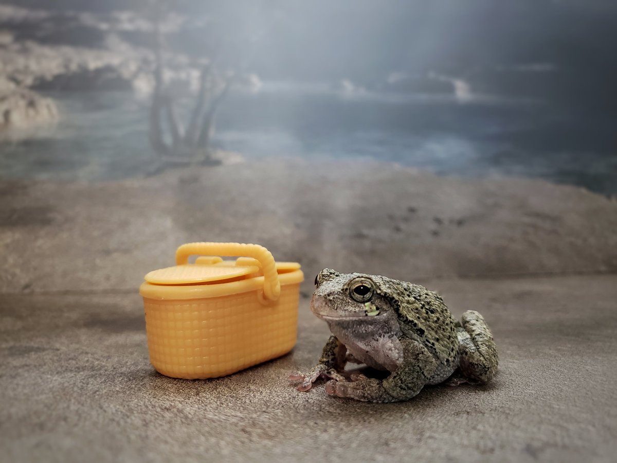 #ThursdayThoughts - a picnic at the park sounds like fun!

Pls help <a href="/savekidscastle/">SaveKidsCastle</a> build their #inclusive #park for kids of all abilities♿ #donate please!

Savekidscastle.org/donate

#Pennsylvania #BucksCounty #doylestown #frog #picnic #goodcause