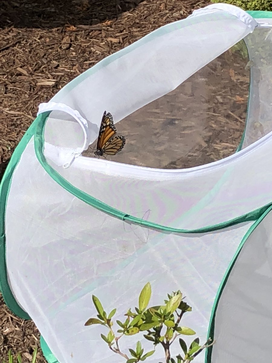 Miss De Lauder tweet media