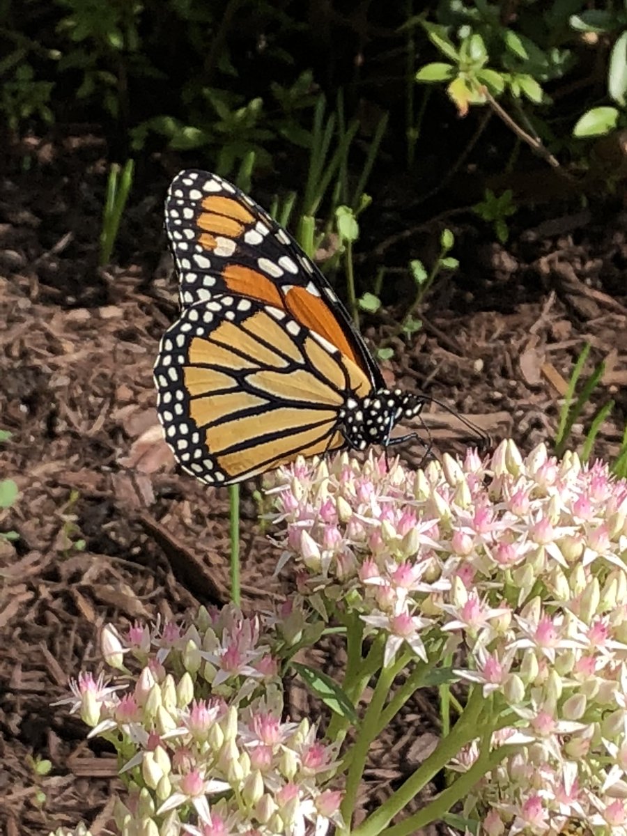 Miss De Lauder tweet media