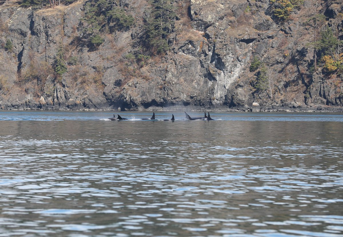 Lucky to get a show from these orcas today while out on the water! Incredible sighting off James Island. May have been the J Pod.