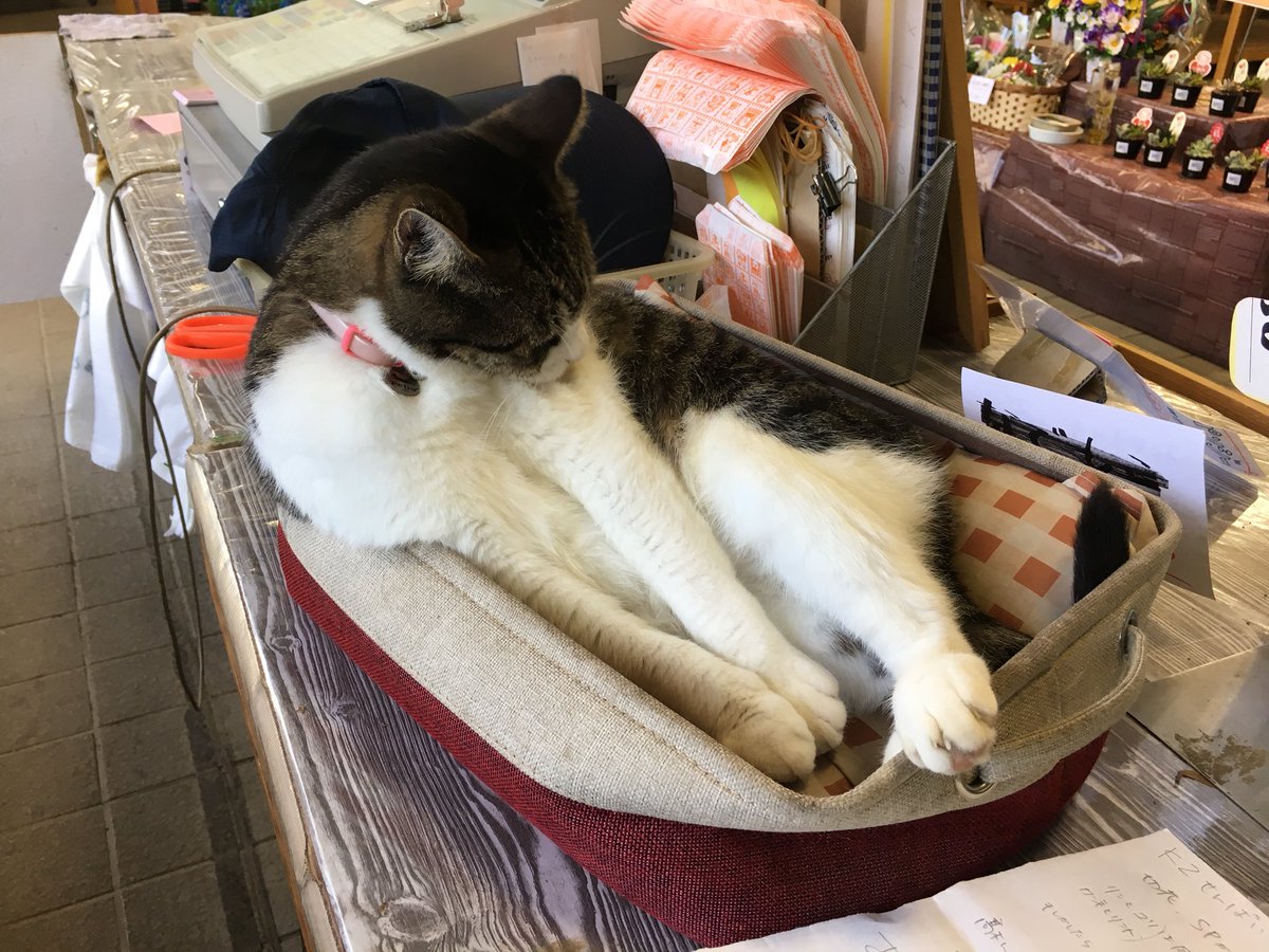 とちぎ花センター 公式 Twitter પર しままるの だっちゅーの とちぎ花センター 猫好きと繋がりたい パイレーツ とちぎ花センター 公式 Twitter પર しままるの だっちゅーの とちぎ花センター 猫好きと繋がりたい パイレーツ