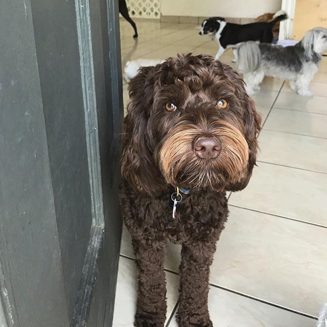 PetSitting2Dmax's tweet photo. Permission to come aboard? #doodlesofinstagram #doodles #labradoodle #daycare #doggiedaycare #bouncer #dogs https://t.co/yy3R9s1fkE https://t.co/lJu0t0QMvK
