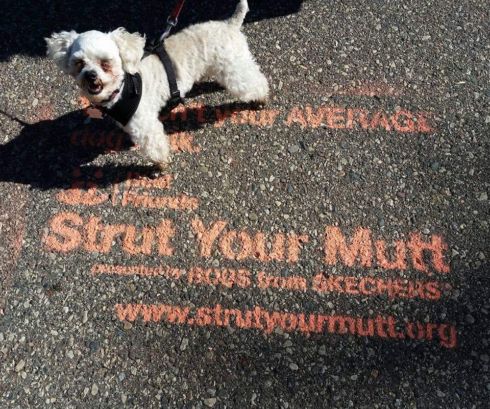 AllDogRescueMN tweet media