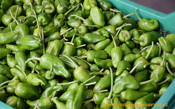 Modelo familiar, pequeños #agricultores que compatibilizan las hortalizas con la viticultura o el marisqueo. joseantonioarcos.es/2018/09/10/gal… .<a href="/Horsalcoop/">Cooperativa Horsal</a> #agricultura #Galicia