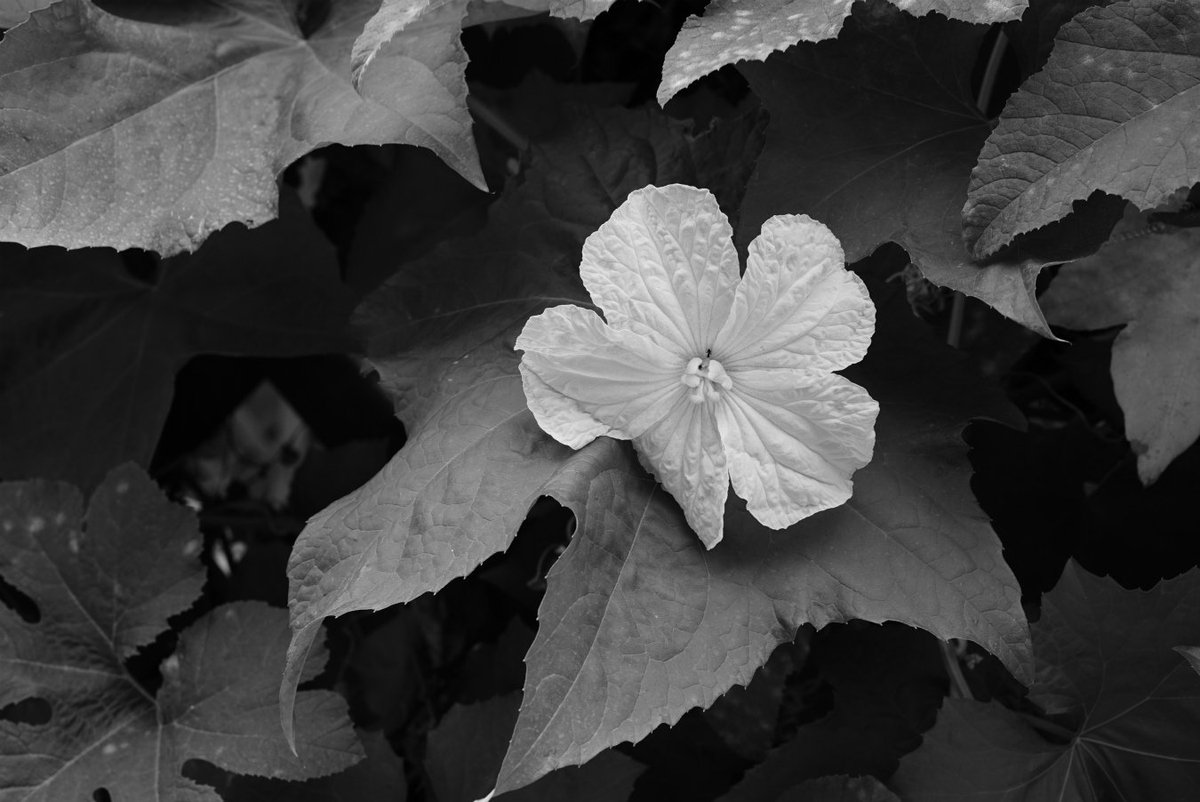 choonfoto's tweet photo. 白黒で撮ると、何でも格好良く見えてしまう
#shuttertherapy #monochrome https://t.co/prapPyTrYU