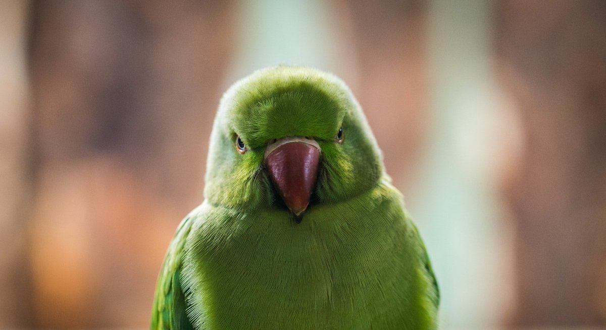 PetableCare's tweet photo. This month we're talking about the 7 most common mistakes #exotic #bird owners make. Don't miss it! ➡ https://t.co/PfwX1Ow0rg https://t.co/HFgEnAZYEj