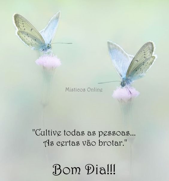 Misticos Online on X: #misticosonline #misticos #tarotonline #bomdia  #pazeluz  / X