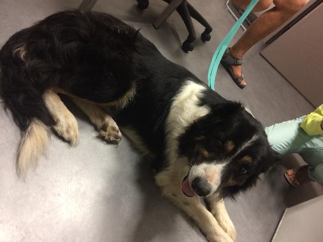 Alerte Animaux Perdu On Twitter Trouvé Chien Noir Et