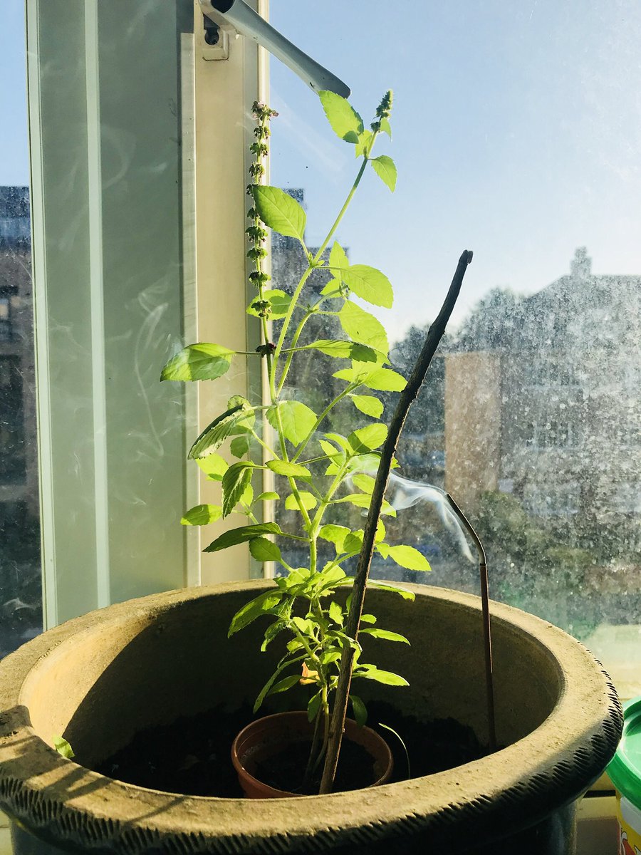 iPragS's tweet image. Ganpati bappa Morya !!
#missinghome #missingpune #BappaMoraya #bappamajha