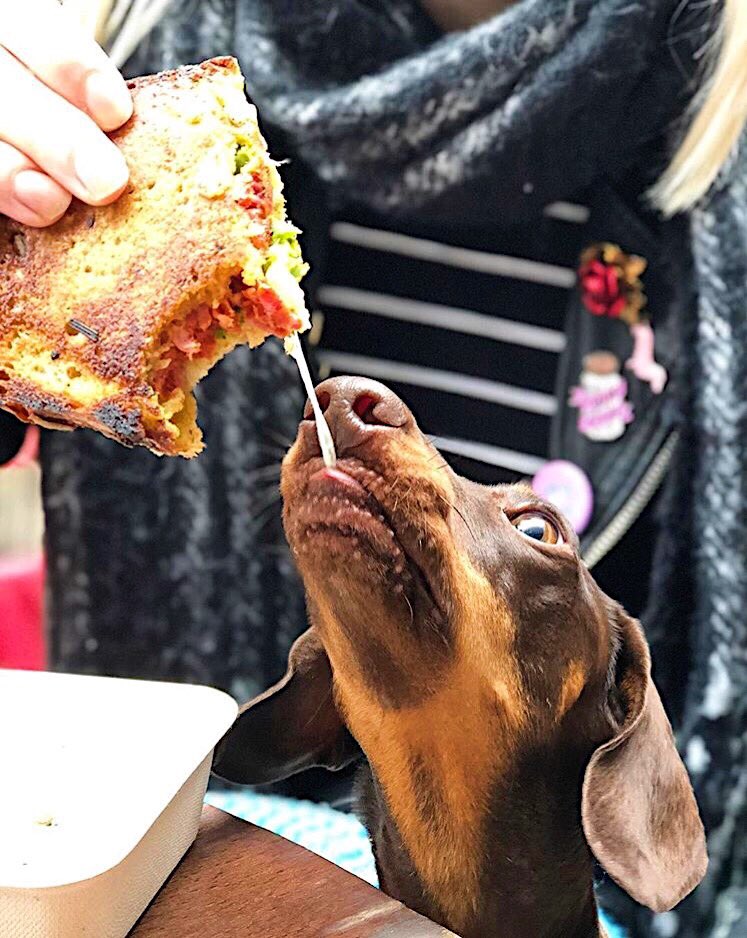 CheeseTruckLDN's tweet image. Even our four legged friends can’t get enough of that cheese pull.. 🐾🧀

We’re extending our @Crowdcube campaign by 2 WEEKS as we just got our #EIS assurance through.

View our pitch &amp;amp; invest from just £10
crowdcube.com/cheesebar&amp;amp;truck
#investaware - Capital at Risk
