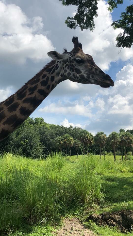 ebook Intersections: fantasy and science fiction 1987