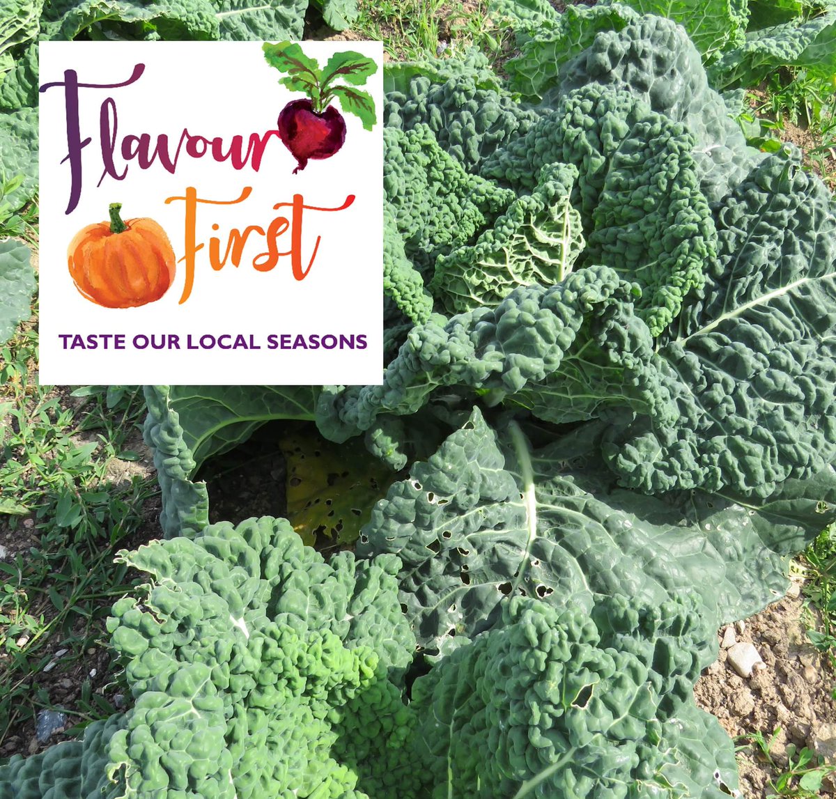 FlavourFirstVeg's tweet image. Flavour First veg boxes and 'Ready to Cook' kits are filled with fresh and tasty produce from the Flavour First Farm.

Tended and nurtured by William and the family, and packed with care.

flavourfirst.com

#FlavourFirst #FreshnessFirst